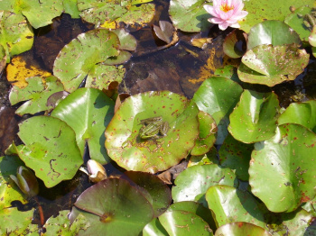 00076_Ruheplatz für einen Frosch_Nadine Kerber.jpg